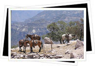 Copper canyon in Mexico